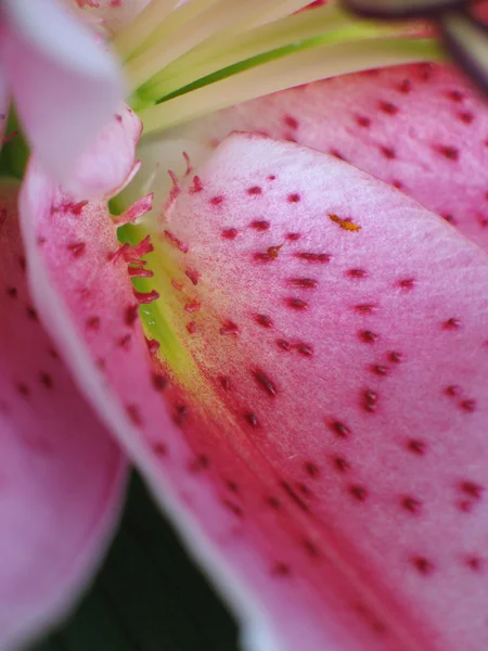 粉红色的百合花 — 图库照片