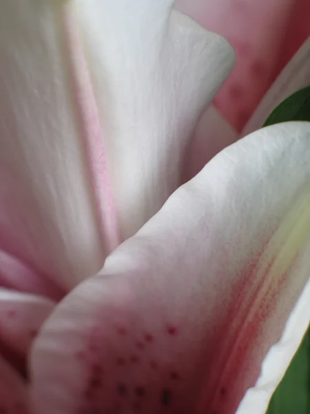 Pink lilies — Stock Photo, Image