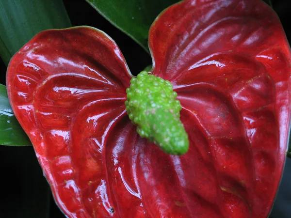 Nahaufnahme tropischer Blumen — Stockfoto