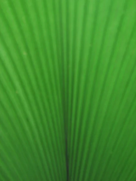 Close up of a green leaf — Stock Photo, Image