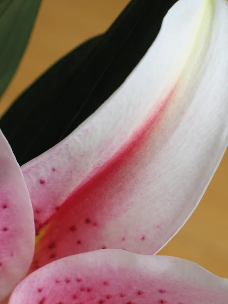 熱帯の花のクローズ アップ — ストック写真
