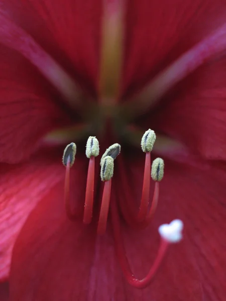 熱帯の花のクローズ アップ — ストック写真