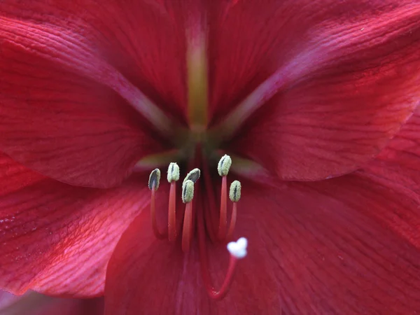 熱帯の花のクローズ アップ — ストック写真
