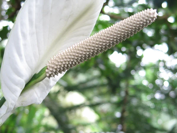 熱帯の花のクローズ アップ — ストック写真