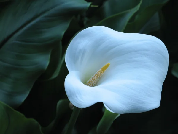 Lírios de Calla — Fotografia de Stock