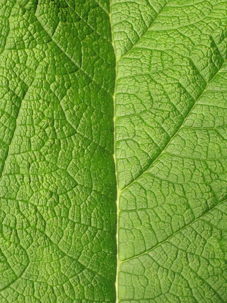 Green Leaf Detail — Stock Photo, Image