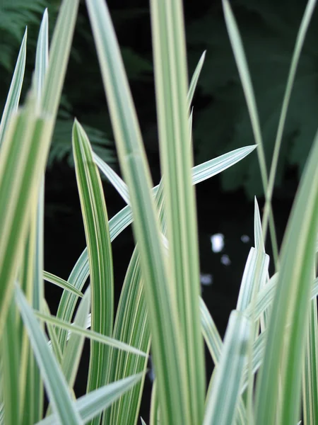 Grassprieten — Stockfoto