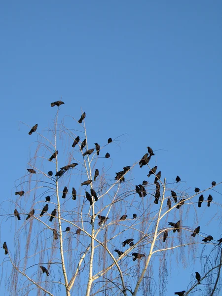 Cuervos en un árbol — Foto de Stock