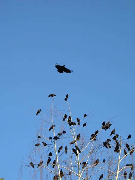 Krähen in einem Baum — Stockfoto