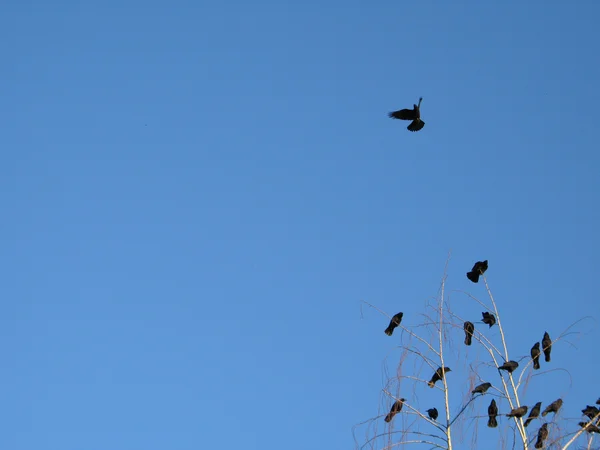 Krähen in einem Baum — Stockfoto