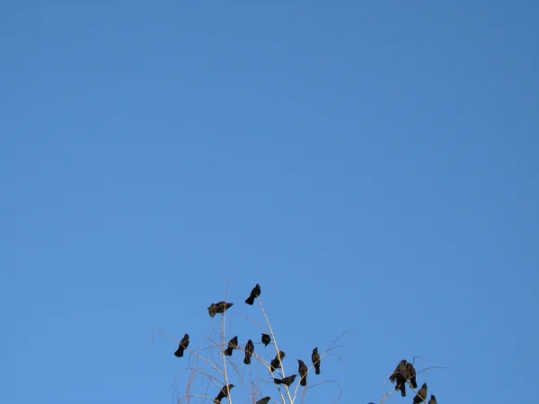 Κοράκια σε ένα δέντρο — Φωτογραφία Αρχείου