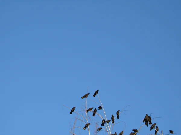 Corbeaux dans un arbre — Photo