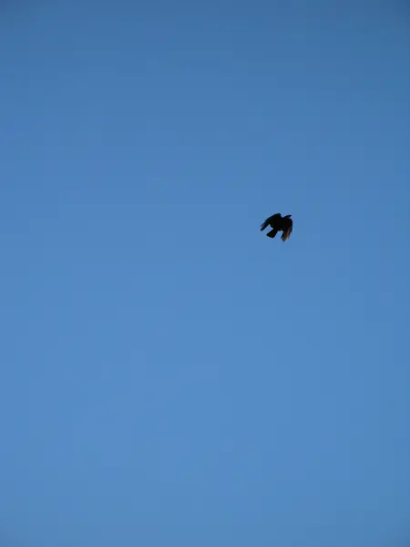 Black Crow Against Blue Sky — Fotografie, imagine de stoc