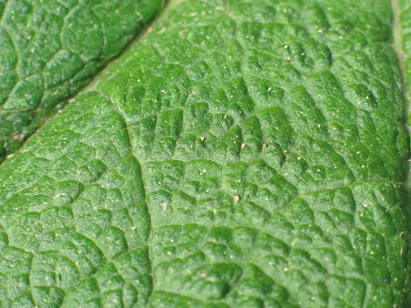 Yeşil yaprak detay — Stok fotoğraf