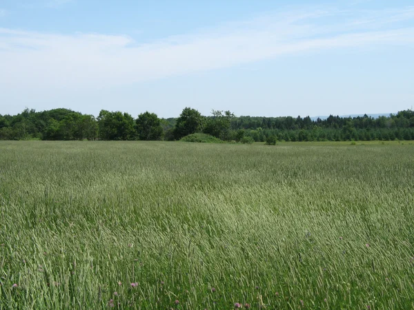 Wild Grass Field — Stock Photo, Image