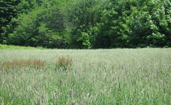 Wild Grass Field — Stock Photo, Image