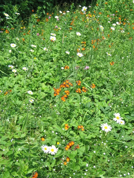 Wilde velden van bloemen — Stockfoto