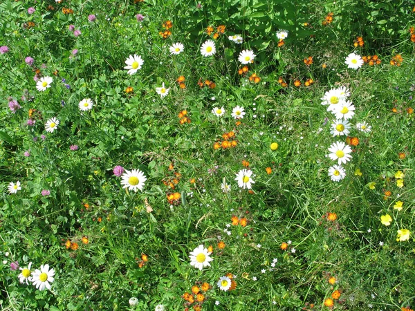 Wilde velden van bloemen — Stockfoto