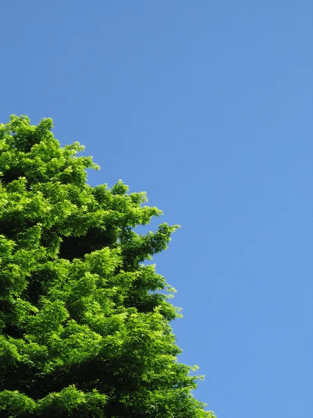 Albero verde — Foto Stock