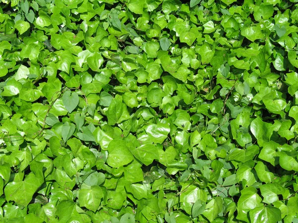 Φωτεινά λαμπερά πράσινα φύλλα — Φωτογραφία Αρχείου