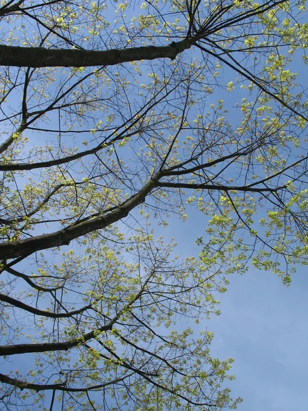 Grande albero — Foto Stock