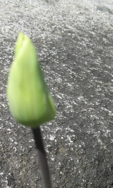 Gesloten tulpen — Stockfoto