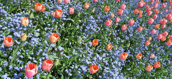 Tulpen in voller Blüte in der Natur — Stockfoto