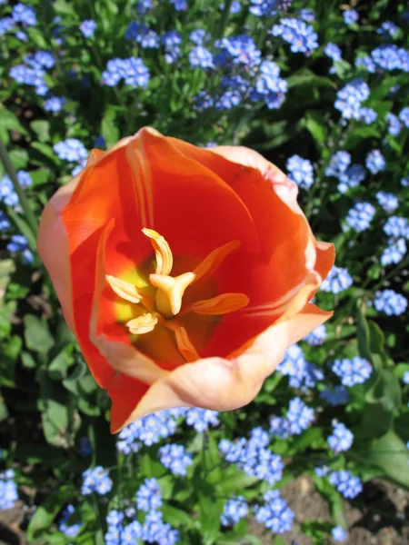 Tulipani in piena fioritura nella natura — Foto Stock