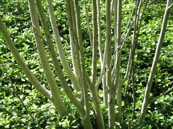 Troncos de árbol delgado —  Fotos de Stock