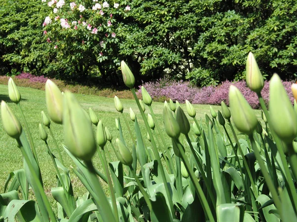 Zamknięte tulipany — Zdjęcie stockowe