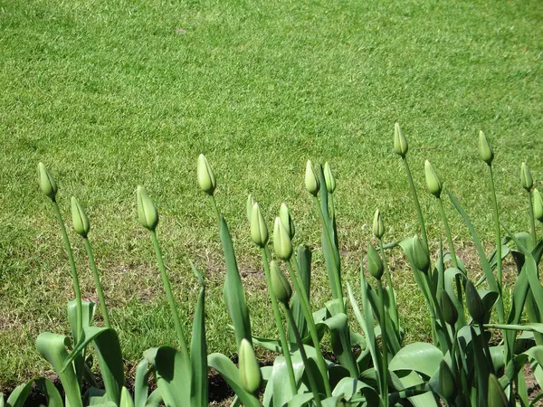 Gesloten tulpen — Stockfoto