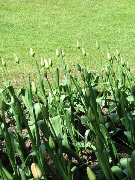 Closed Tulips — Stock Photo, Image