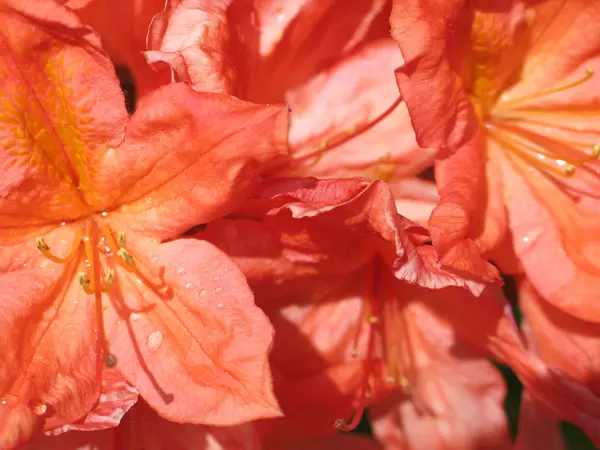 Orange rhododendron — Stock Photo, Image