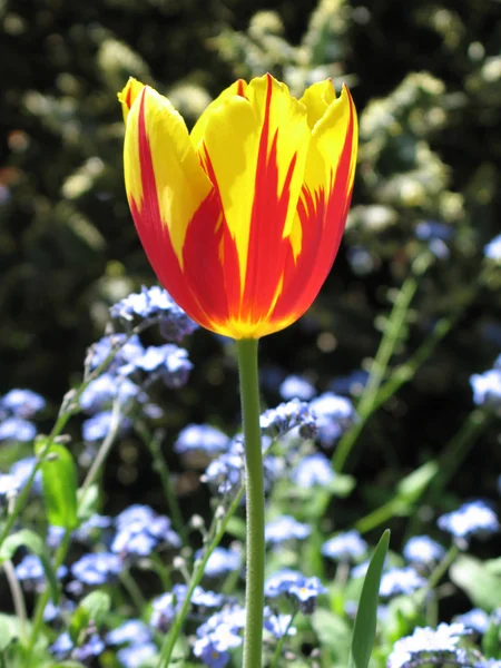 Tulpen In volle bloei In de natuur — Stockfoto