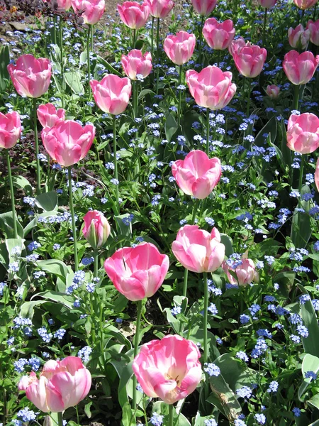 Tulpen in voller Blüte in der Natur — Stockfoto