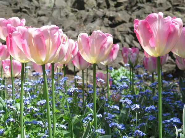 Tulipaner i fuld flor i naturen - Stock-foto