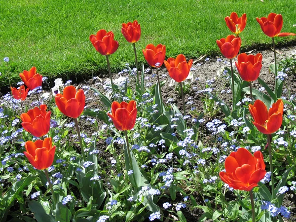 Tulipani in piena fioritura nella natura — Foto Stock