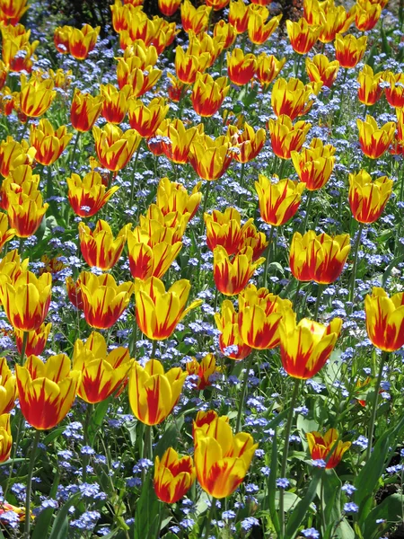Tulpen In volle bloei In de natuur — Stockfoto