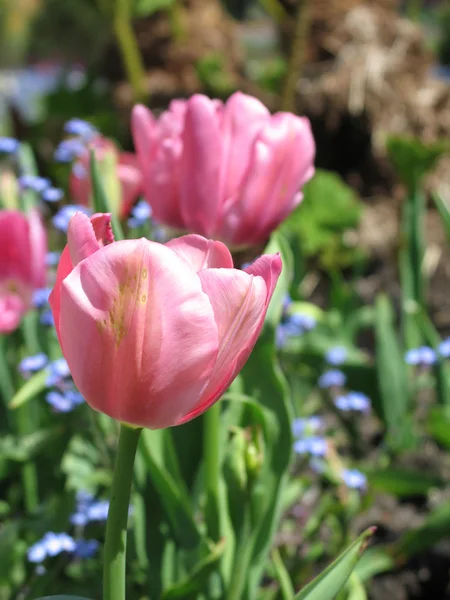 Tulpen In volle bloei In de natuur — Stockfoto
