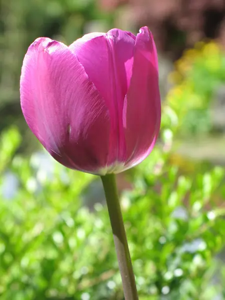 Tulpen In volle bloei In de natuur — Stockfoto