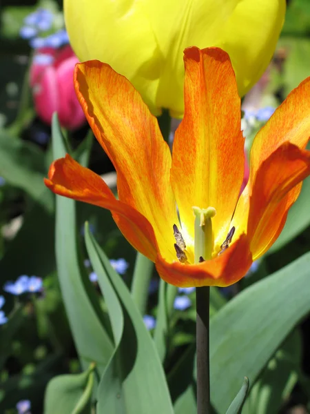 Tulpen In volle bloei In de natuur — Stockfoto