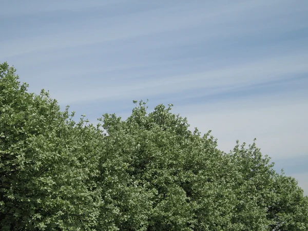 Ağaçlar ve mavi gökyüzü — Stok fotoğraf