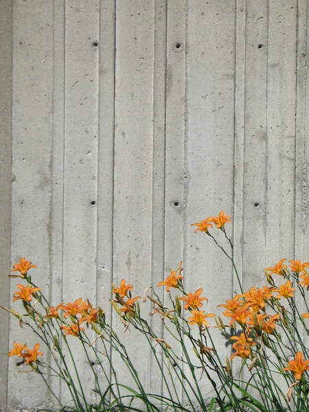 Orangefarbene Blumen gegen Betonmauer — Stockfoto