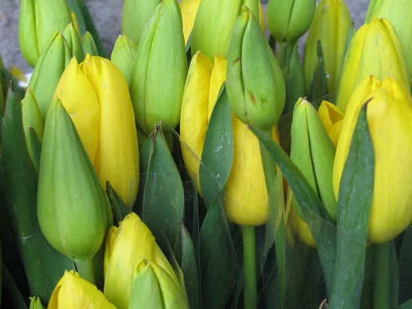 Gele en groene gesloten tulpen — Stockfoto