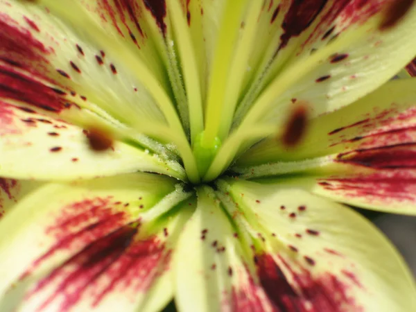 Flower Close Up — Stock Photo, Image