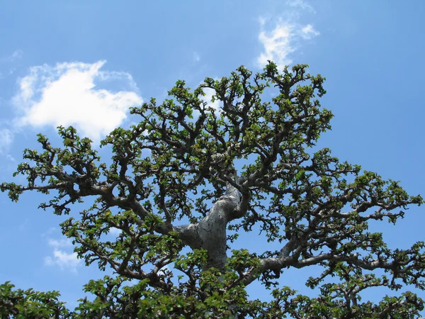 Strange Tree — Stock Photo, Image