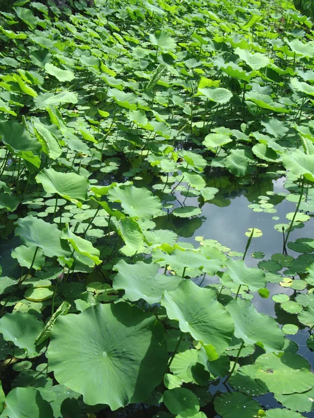 Gölet ve bitki örtüsü — Stok fotoğraf