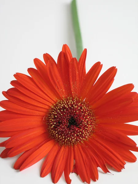 Rote Blume aus nächster Nähe — Stockfoto
