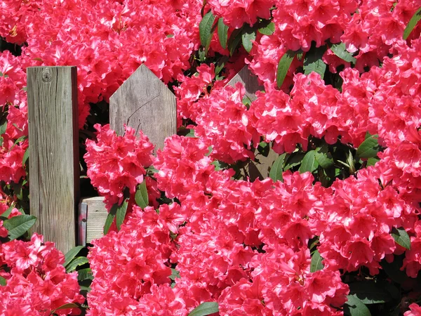 Flores vermelhas em plena floração — Fotografia de Stock