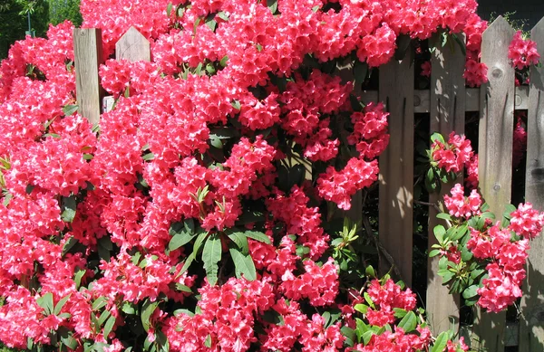 Flores rojas en plena floración —  Fotos de Stock